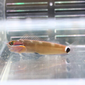Small orange-brown goby-like fish with a white tail and a black spot, swimming in a clear aquarium tank.