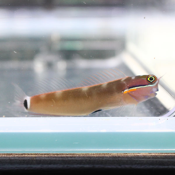 スポットテールブレニー 3-4cm !海水魚 生体 15時までのご注文で当日発送【PHセール対象】(t124(t121