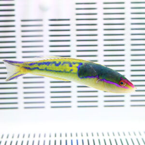 Colorful tropical fish with yellow and green body and pink stripe near its head swimming in a white-tanked aquarium.
