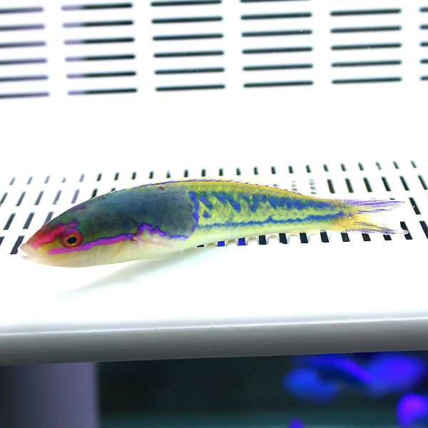 マルチカラーラス 9-11cm±!海水魚 ベラ15時までのご注文で当日発送(t122