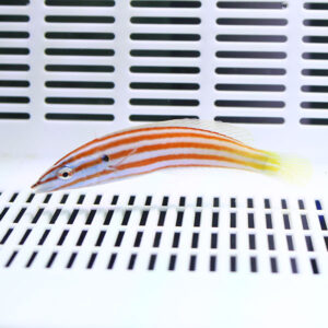 Small fish with orange horizontal stripes and a yellow tail, swimming above a white grated surface in a tank