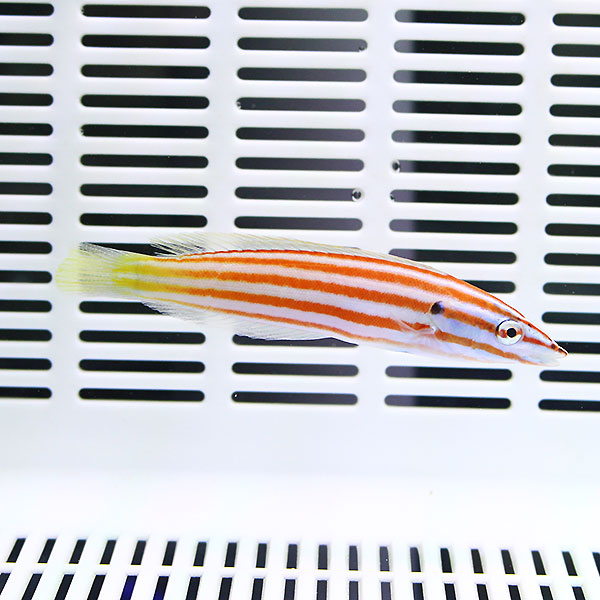 アヤタスキベラ 8-10cm±!海水魚 ベラ15時までのご注文で当日発送(t122