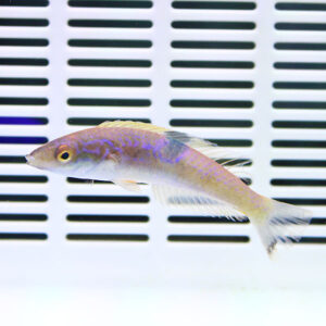 Colorful purple and yellow fish swimming in a white aquarium with a slotted background grid behind it.