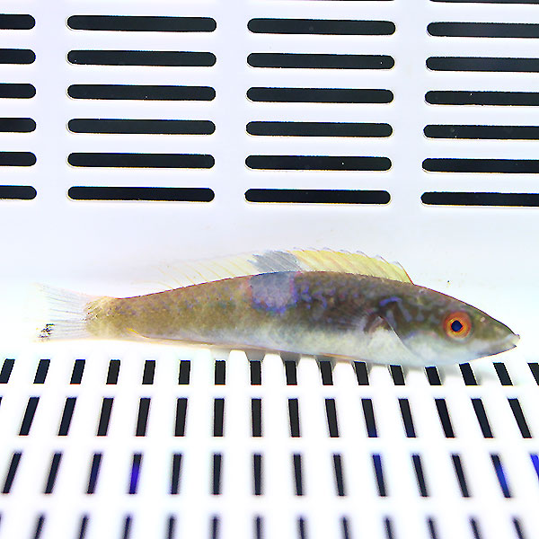 スミツキオグロベラ 5-7cm±!海水魚 ベラ15時までのご注文で当日発送(t122