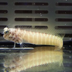 Small pale fish with large eyes and delicate fins in an aquarium, near the glass bottom.