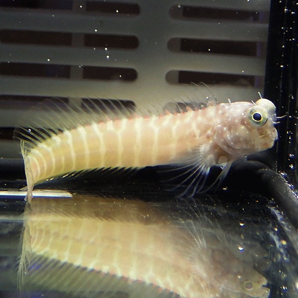 セグメントブレニー 4?6cm±!海水魚 ギンポ15時までのご注文で当日発送(t124(t121