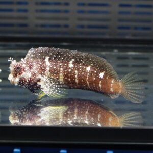 Brown patterned fish with white spots swimming in an aquarium, reflected in the glass beneath it
