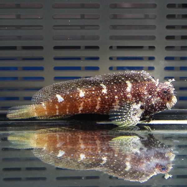 スターリーブレニー 3-4cm !海水魚 生体 15時までのご注文で当日発送(t124(t121