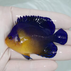 Small tropical fish with cobalt-blue body, yellow chest, and electric-blue fins being held in a gloved hand.