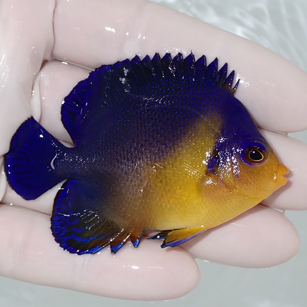 【現物55】sale スミレヤッコ 6.7cm±! 海水魚 ヤッコ 15時までのご注文で当日発送(t111