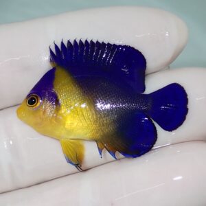 Small blue-and-yellow tropical fish being held in a gloved hand, with vibrant cobalt blue fins and yellow body.