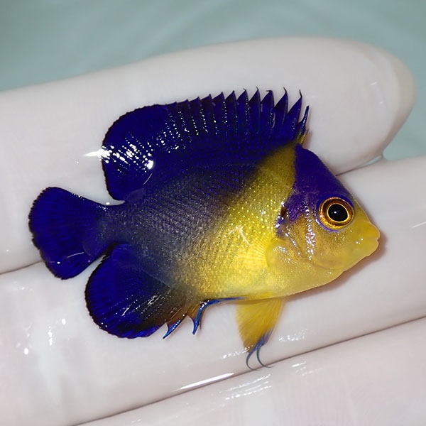 【現物54】sale スミレヤッコ 3.5cm±! 海水魚 ヤッコ 15時までのご注文で当日発送(t111