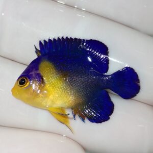 Small tropical fish with bright blue fins and a yellow head held in gloved fingers.