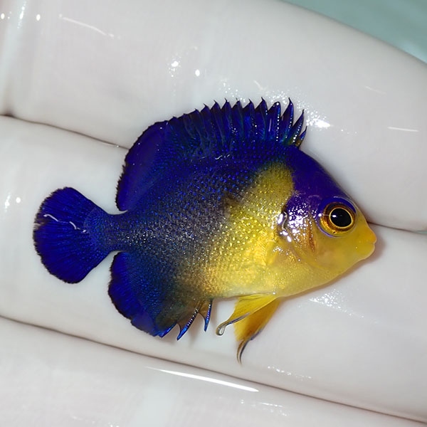 【現物53】sale スミレヤッコ 3.2cm±! 海水魚 ヤッコ 15時までのご注文で当日発送(t111