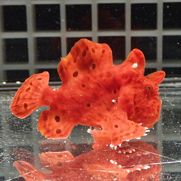 【現物2】イロカエルアンコウ 5.5cm! 海水魚 アンコウ 15時までのご注文で当日発送【カエルアンコウ】