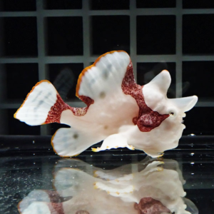 White Spanish dancer nudibranch with orange-edged fins and red-brown patches, resting on a glass aquarium with its reflection