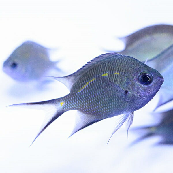 スパイニークロミス 3-4cm! 海水魚 スズメダイ 15時までのご注文で当日発送(t117