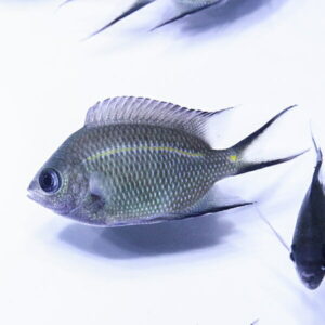 Grey tropical fish with a yellow stripe along its side swimming in a bright tank.