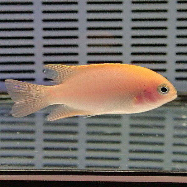 レモンスズメ5匹set 3-4cm! 海水魚 スズメダイ 15時までのご注文で当日発送(t117