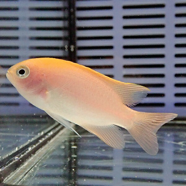レモンスズメ5匹set 3-4cm! 海水魚 スズメダイ 15時までのご注文で当日発送(t117
