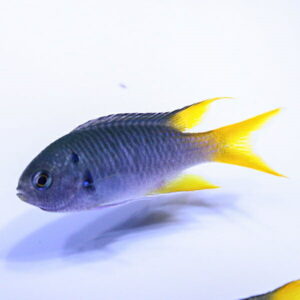 Blue fish with a dark blue body and bright yellow tail fins swimming against a pale background.