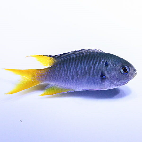 ビオラリボンスズメダイ 3-4cm! 海水魚 スズメダイ 15時までのご注文で当日発送(t117