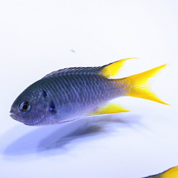 ビオラリボンスズメダイ 3-4cm! 海水魚 スズメダイ 15時までのご注文で当日発送(t117
