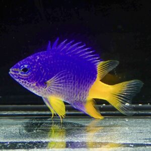Purple-blue tropical fish with bright yellow fins swimming in an aquarium, reflecting on the glass surface below.