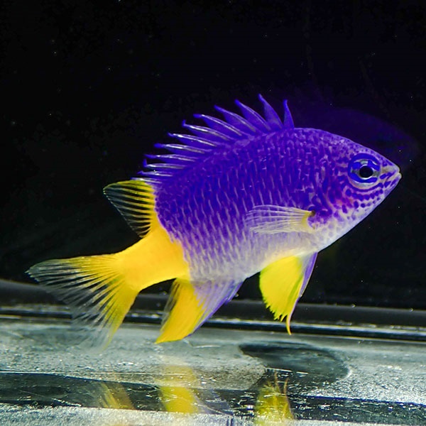 アナーズダムセル 3cm! 海水魚 スズメダイ 15時までのご注文で当日発送(t117