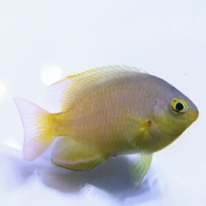 Yellow tropical fish with a rounded body and translucent fins, seen from the side in clear water.