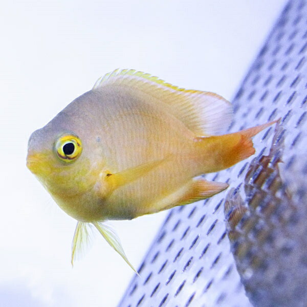 ネッタイスズメダイ 5匹set 3-4cm! 海水魚 スズメダイ 15時までのご注文で当日発送(t117