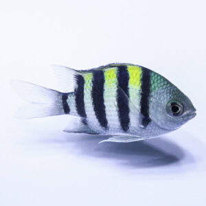 Small tropical fish in side profile with vertical black stripes and bright yellow markings against a white background