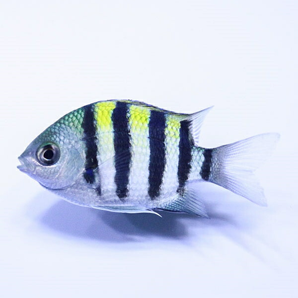 オヤビッチャ 3-4cm! 海水魚 スズメダイ 15時までのご注文で当日発送(t117