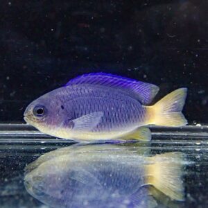 Purple-blue tropical fish with yellow tail and fins swimming in an aquarium, its reflection visible on the glass surface.