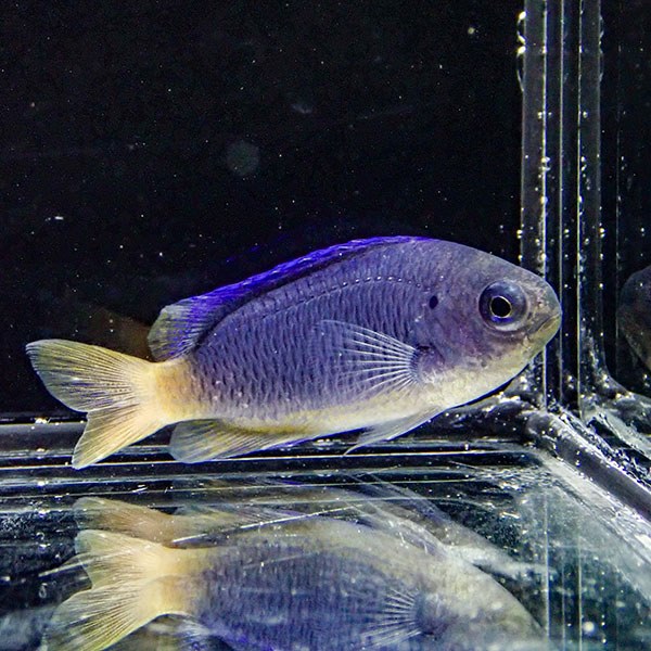ソラスズメダイ マニラ産 4cm! 海水魚 スズメダイ 15時までのご注文で当日発送(t117