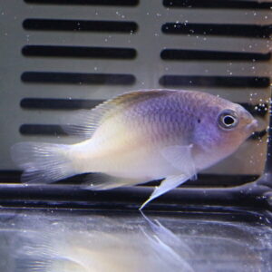 Small purple and white tropical fish swimming in an aquarium with a vented back panel visible behind it in the water.