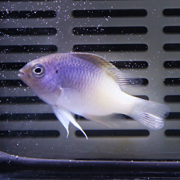 ローランドダムゼル 3-4cm! 海水魚 スズメダイ 15時までのご注文で当日発送(t117