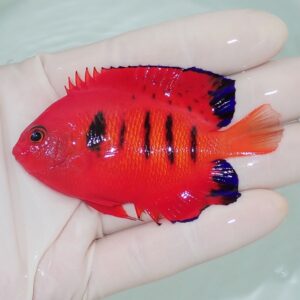 Bright red tropical fish with black vertical stripes and blue-tipped fins held in a person's hand over pale water/glass background