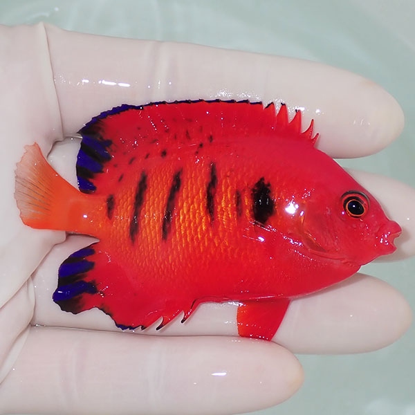 【現物6】欠けあり フレームエンゼル 8cm!海水魚 ヤッコ 15時までのご注文で当日発送(t111(t207