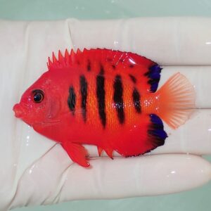 Bright red tropical fish with black vertical bars held in a gloved hand.