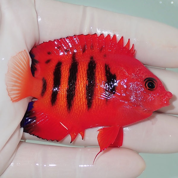 【現物7】スレ有り フレームエンゼル 7cm!海水魚 ヤッコ 15時までのご注文で当日発送(t111(t207