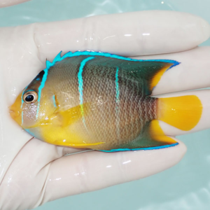 Small tropical fish with bright yellow tail and blue stripes held in a gloved hand.