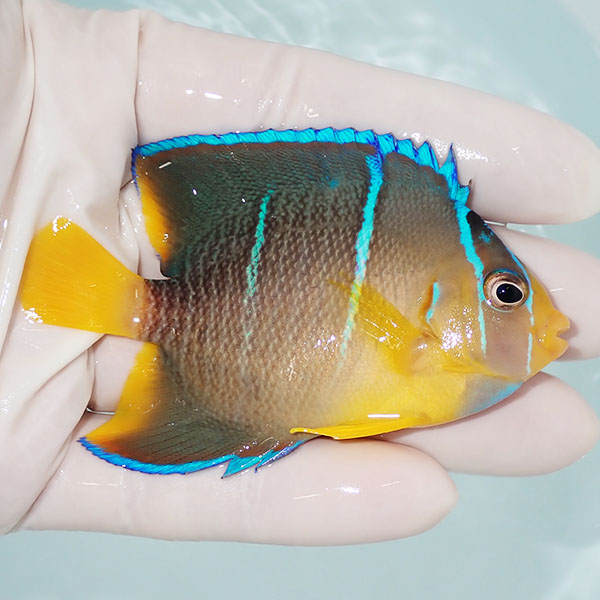【現物2】ブルーエンゼル 7.5cm±!海水魚 ヤッコ 15時までのご注文で当日発送(t111