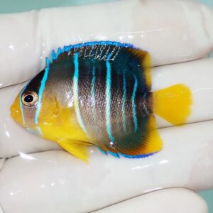 Small yellow-and-blue striped tropical fish resting on a gloved hand in a studio setting.
