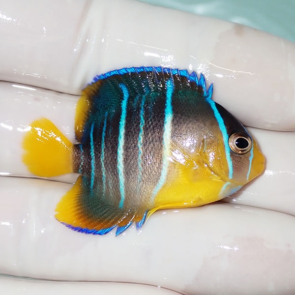 【現物2】ブルーエンゼル 4.5cm± !海水魚 ヤッコ 15時までのご注文で当日発送(t111