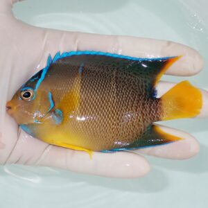 Small tropical fish with yellow belly, brown body, blue facial markings, and orange tail, held in a gloved hand.