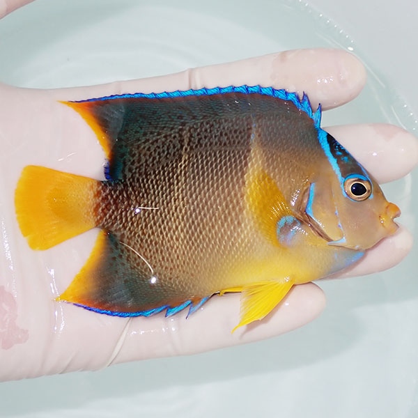 【現物3】粒エサOK ブルーエンゼル 11cm± カリブ産!海水魚 ヤッコ 15時までのご注文で当日発送(t111