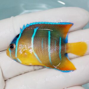Small tropical fish with brown body, bright turquoise vertical stripes and yellow fins held in a gloved hand in water setting.