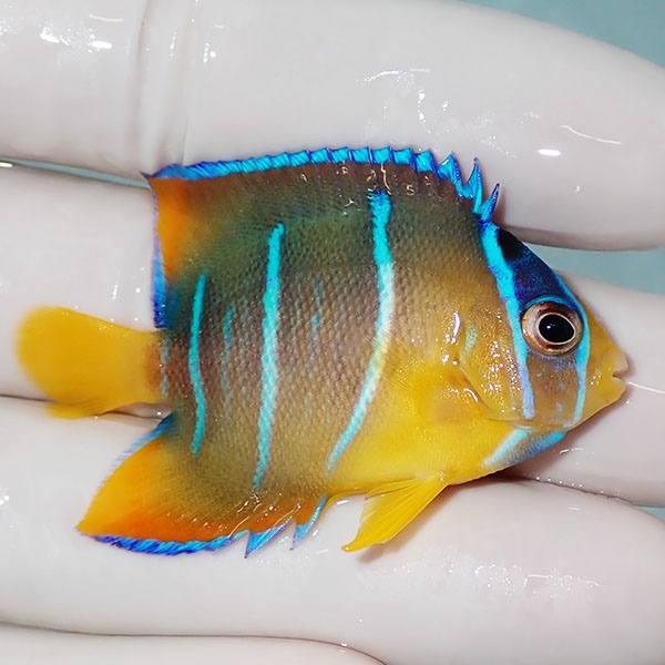 【現物4】ブルーエンゼル 5cm± カリブ産!海水魚 ヤッコ 15時までのご注文で当日発送(t111