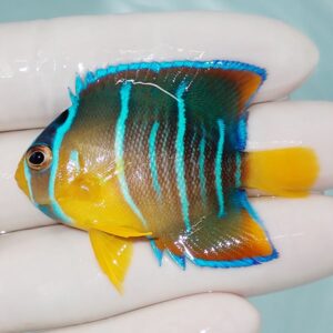 Small tropical fish with a yellow body, blue-edged fins and turquoise stripes held in a gloved hand.